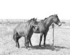 Creole Pony and Quarter Horse