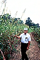 Bill Tippit and Broom Corn