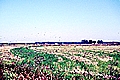 Rice Field in Rapides Parish