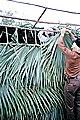Houma Indian Palmetto House