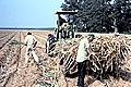 Sugar Cane Harvest