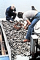 Sorting Oysters in Plaquemines