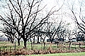 Pecan Grove in Natchitoches Parish