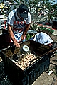 Cracklins