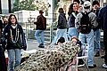 Waiting for Rex, Mardi Gras, 1997