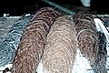 Horse Hair For Rope Making