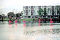 Flamingos in Capitol Lake