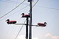Birdhouses, Campti