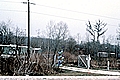 Bottle Tree