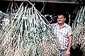 J.R. Richarman, Brocolli Drying for Seed, Hebert, Louisiana.