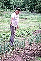 Gardening on Bayou Lafourche
