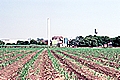 Sugar Mill, St. Martinville