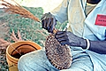 Azzie Roland, Sedge Grass Basket Maker