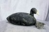 Coot Decoy