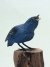 Bluebird Carving
