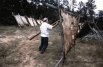 Curing Cow Hides