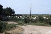Cock Fighting Huts