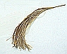 Palmetto Whisk