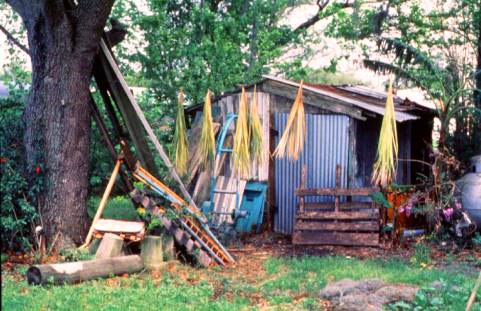Marie Dean's shed for drying palmetto in Dulac, Terrebonne Parish. Palmetto must be harvested when green and hung to dry.